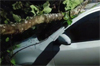 Mulki: Huge tree falls over car; passengers escape unhurt